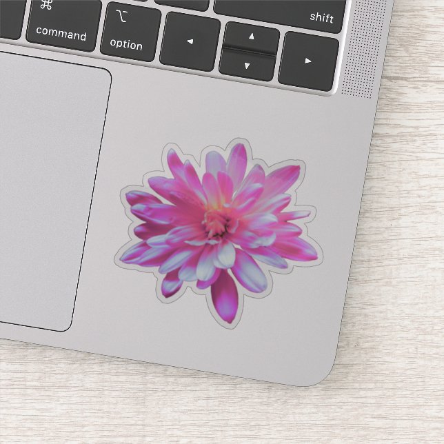 Pink floral pink flower Pink Daisy pink sunflower (Detail)