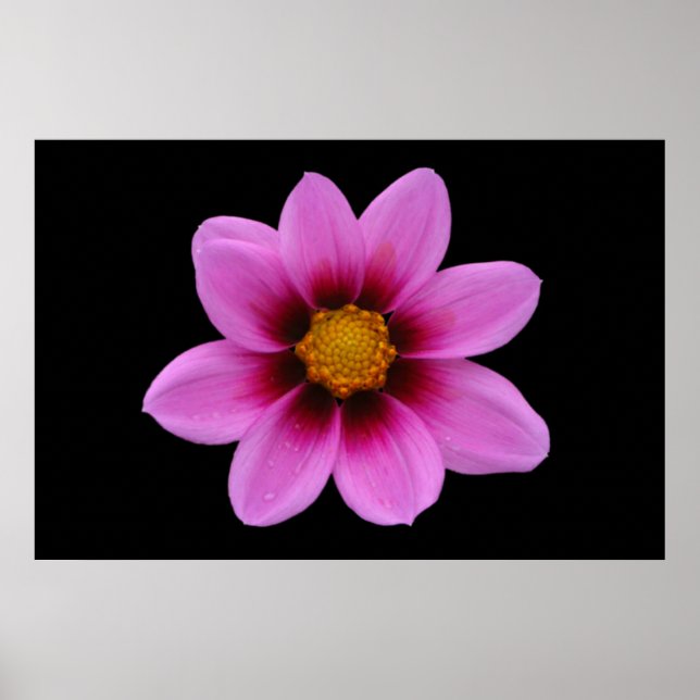 Pink Floral Poster (Front)