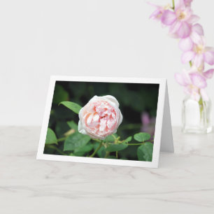 Pink Floral Rose Card