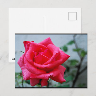 Pink Floral Rose Portrait Postcard