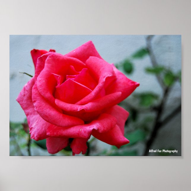 Pink Floral Rose Portrait Poster (Front)