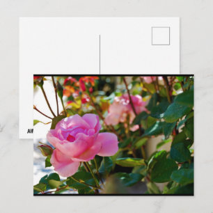 Pink Floral Rose Postcard