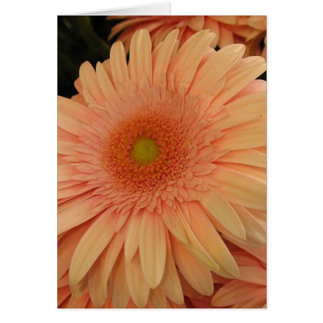 Pink Flower (Front)