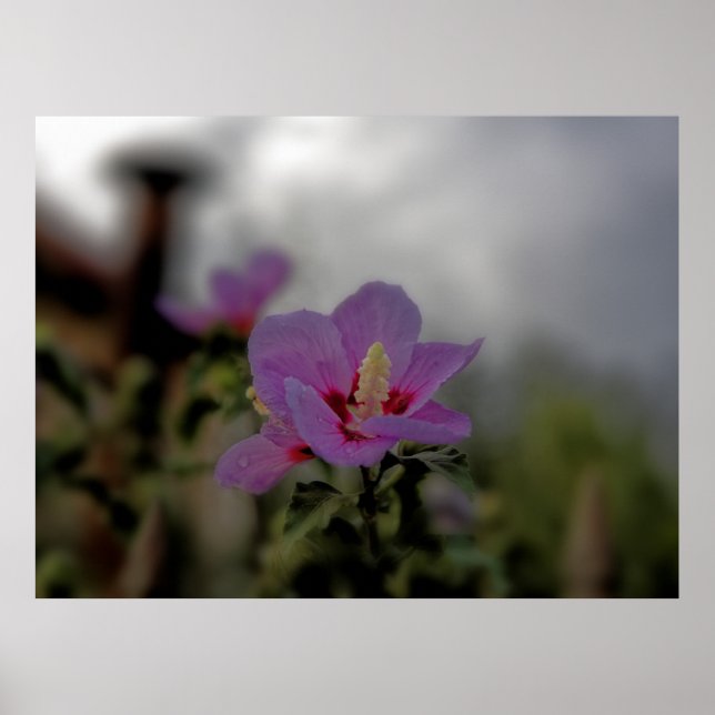 Pink Flower after rain Poster (Front)