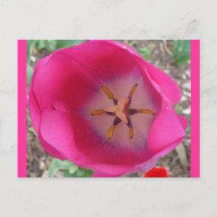 Pink Flower at the Garden Postcard