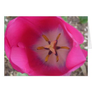 Pink Flower at the Gardens