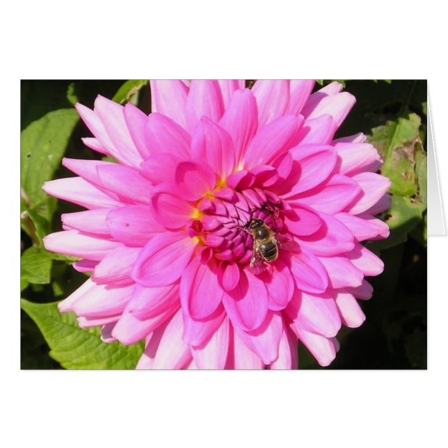 Pink Flower & Bee Card (Front Horizontal)