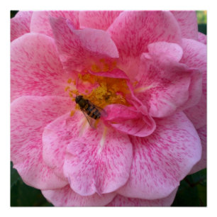 Pink Flower Blossoms Bee Love Destiny Shower Poster