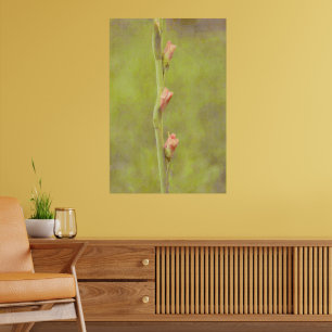 Pink Flower Buds Gladiolus Art Poster