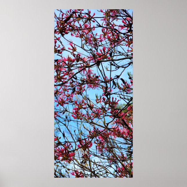Pink Flower Buds on a Tree Poster (Front)