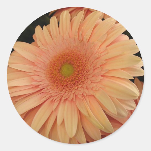 Pink Flower Classic Round Sticker (Front)