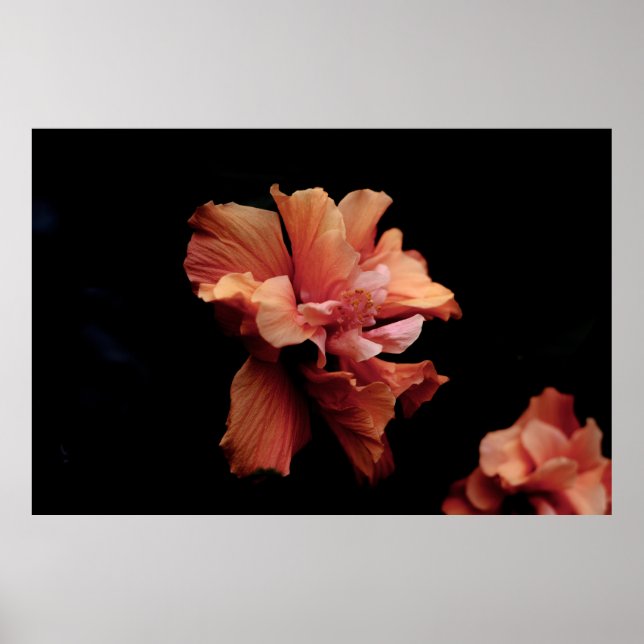PINK FLOWER IN BLACK BACKGROUND POSTER (Front)