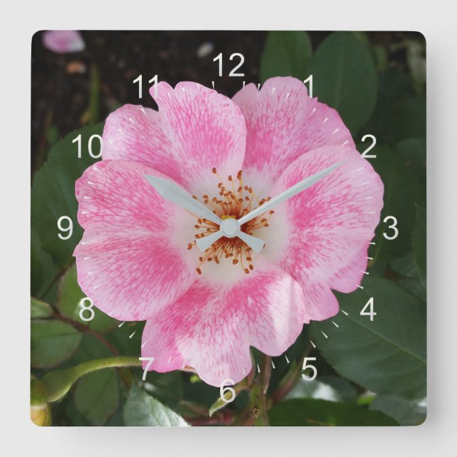pink flower in the shade square wall clock (Front)