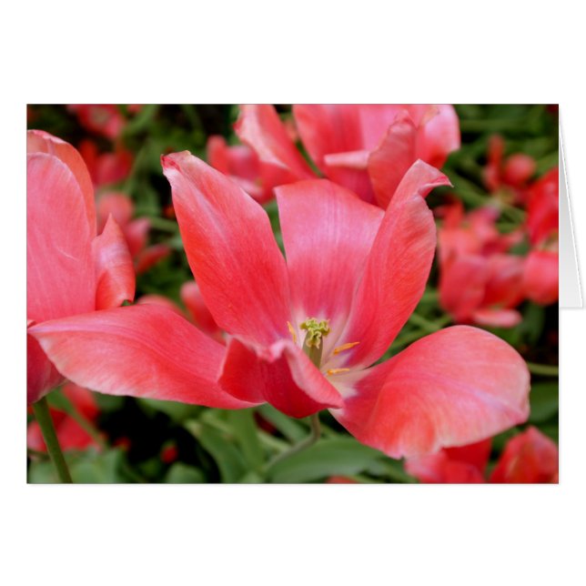 Pink Flower in Tivoli, Denmark (Front Horizontal)