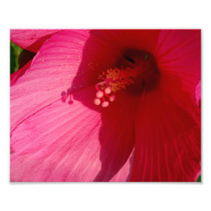 Pink Flower Kodak Professional Photo Paper (Satin) Print