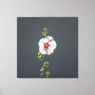 Pink Flower Mallow green leaves on dark grey Canvas Print