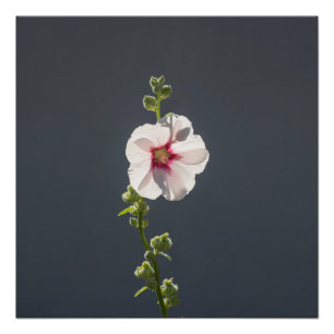 Pink Flower Mallow green leaves on dark grey Poster