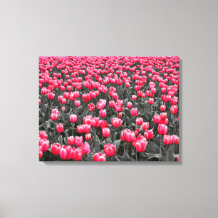Pink Flower Minimalist Selective Colour Photo Art Canvas Print