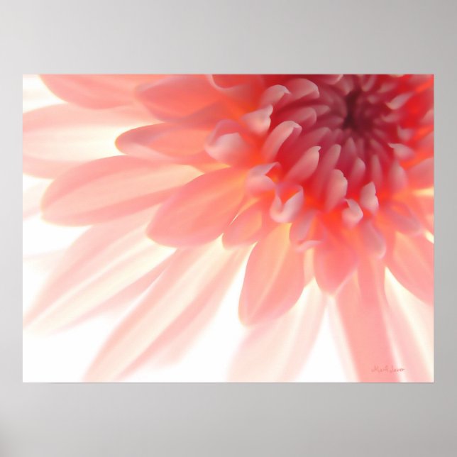 Pink Flower Petals Abstract Poster (Front)