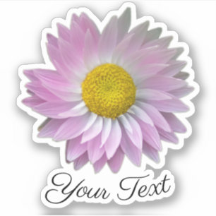 Pink flower petals with yellow stamps in spring st
