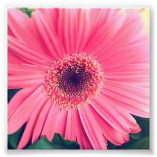 Pink Flower Photo Print