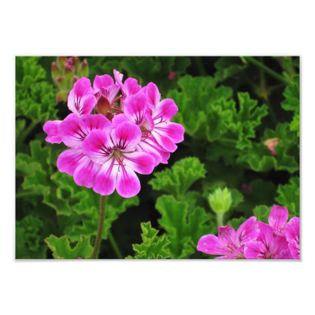 Pink Flower - Photo Print (Front)