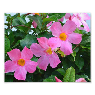 Pink Flower Photo Print