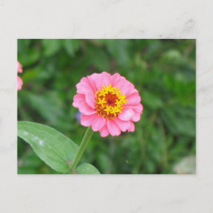 pink flower postcard