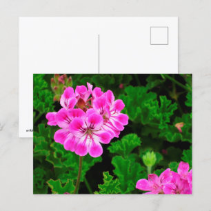 Pink Flower Postcard
