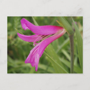 Pink Flower Postcard