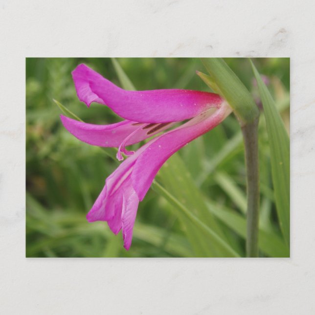 Pink Flower Postcard (Front)