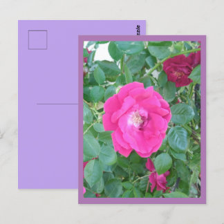 Pink Flower Postcard
