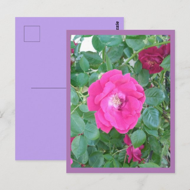 Pink Flower Postcard (Front/Back)