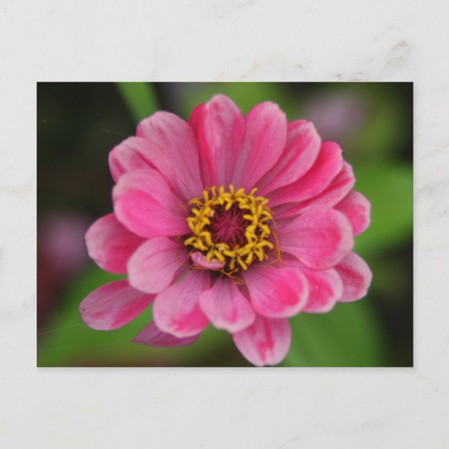 pink flower postcard (Front)