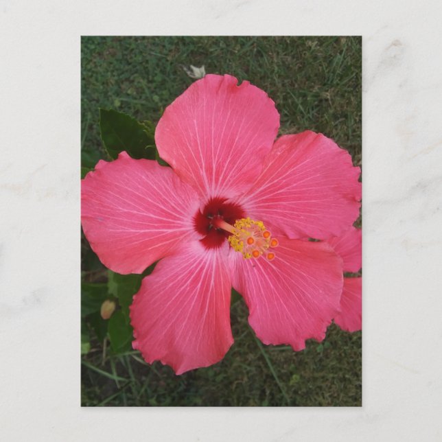 Pink Flower Postcard (Front)