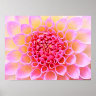 PINK FLOWER POSTER
