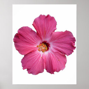 Pink Flower Poster