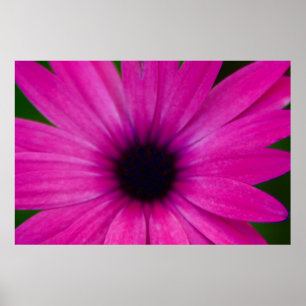 pink flower poster