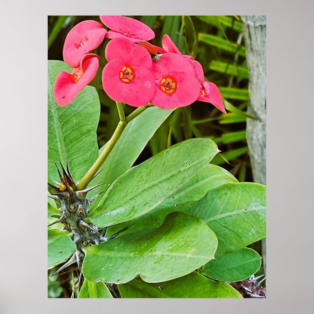 Pink flower poster (Front)