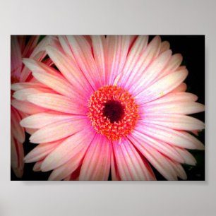Pink Flower Poster