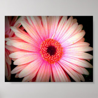 Pink Flower Poster