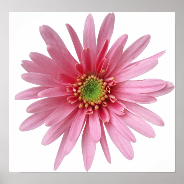 Pink Flower Poster (Front)