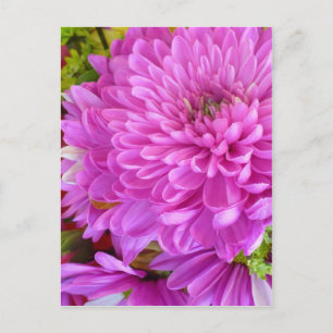 Pink flower Power Postcard