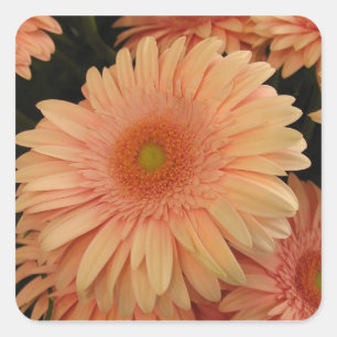 Pink Flower Square Sticker
