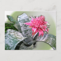 Pink Flowered Bromeliad