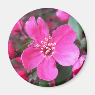 Pink Flowering Crabapple Magnet