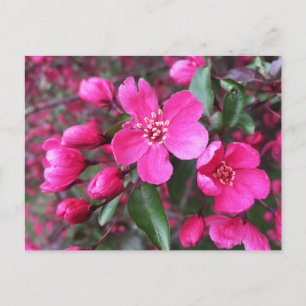 Pink Flowering Crabapple Postcard