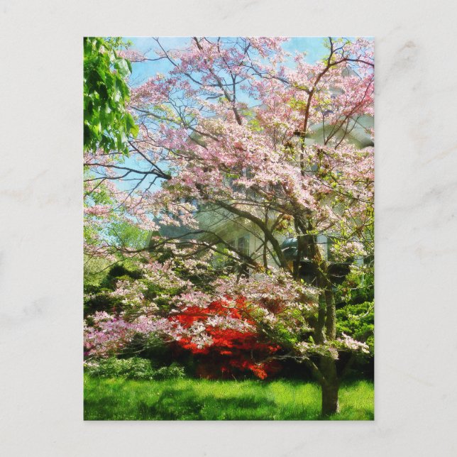 Pink Flowering Dogwood Postcard (Front)