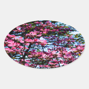 Pink flowering Dogwood tree Oval Sticker