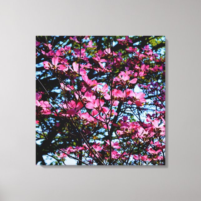 Pink flowering dogwood tree photo canvas print (Front)